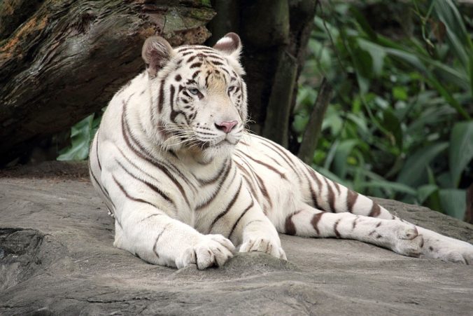 Tigre blanc du zoo des trois vallées