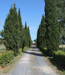 allée de cyprès