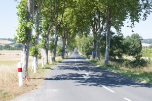 accès au domaine par l'allée de platane