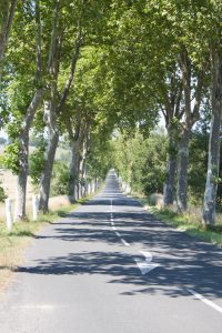 accès au domaine par l'allée de platane