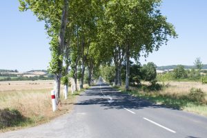 accès au domaine par l'allée de platane