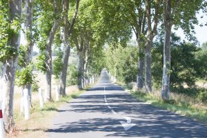 accès au domaine par l'allée de platane